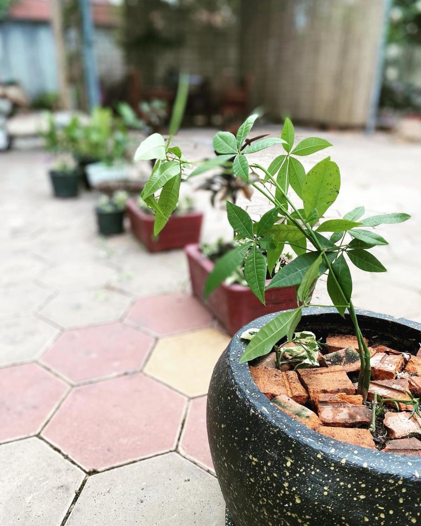 Bloom Garden Bed & Breakfast سيام ريب المظهر الخارجي الصورة